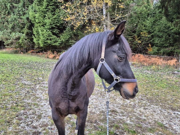 Anglo árabe Caballo castrado 11 años 155 cm Castaño oscuro in Stallhofen