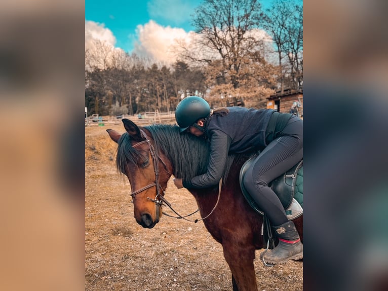 Anglo árabe Caballo castrado 11 años 158 cm Castaño in mison