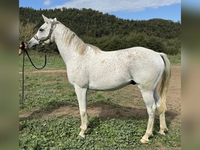 Anglo árabe Caballo castrado 11 años 159 cm Tordo in Vic