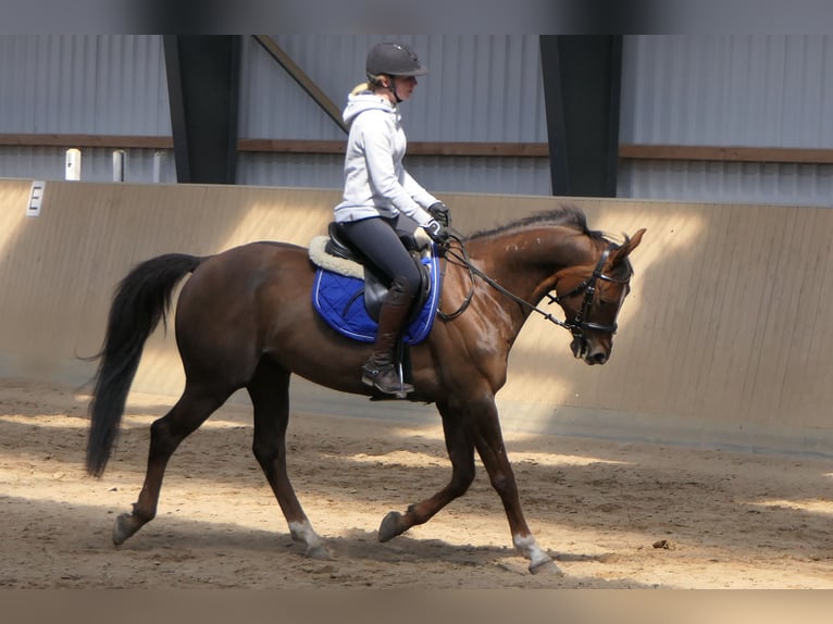 Anglo árabe Caballo castrado 11 años 160 cm Alazán in Osdorf