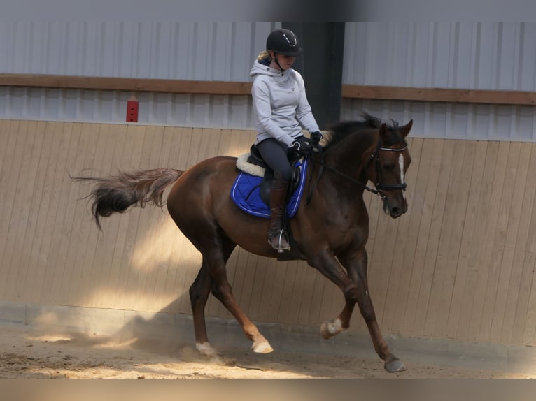 Anglo árabe Caballo castrado 11 años 160 cm Alazán in Osdorf