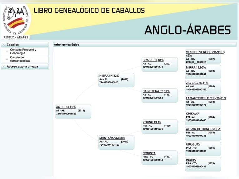 Anglo árabe Caballo castrado 11 años 170 cm Alazán in Pontevedra