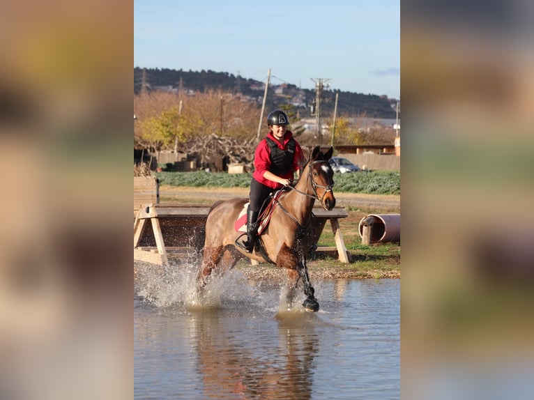 Anglo árabe Caballo castrado 11 años Castaño oscuro in Sant Just Desvern