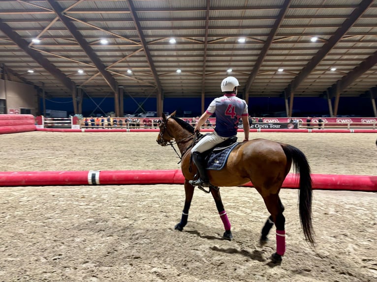 Anglo árabe Caballo castrado 12 años 162 cm Castaño in Cagnes-sur-Mer