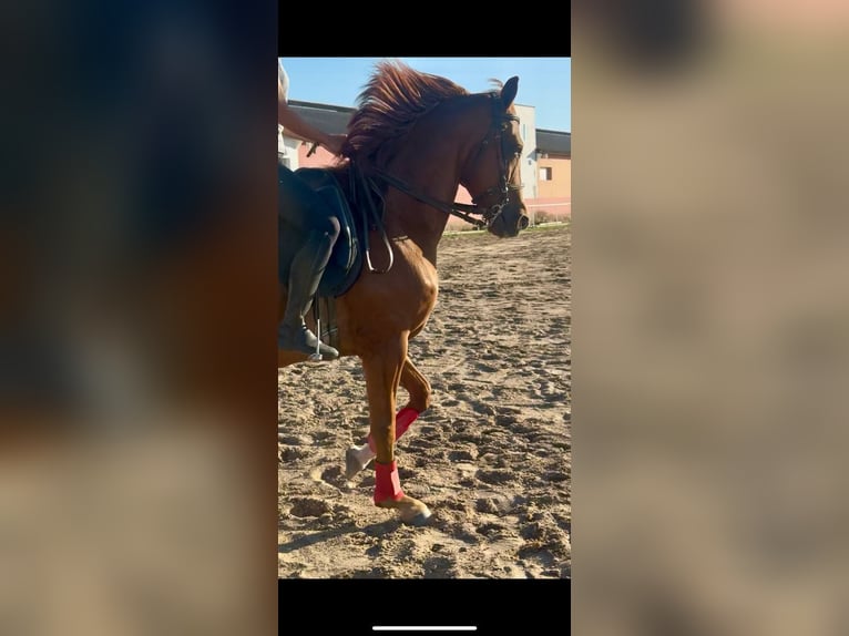 Anglo árabe Caballo castrado 12 años 165 cm Alazán rojizo in Valladolid
