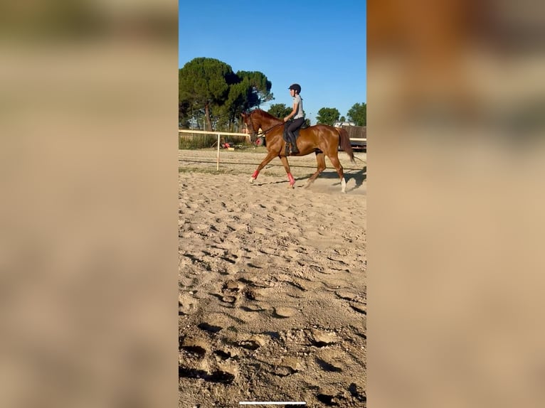 Anglo árabe Caballo castrado 12 años 165 cm Alazán rojizo in Valladolid