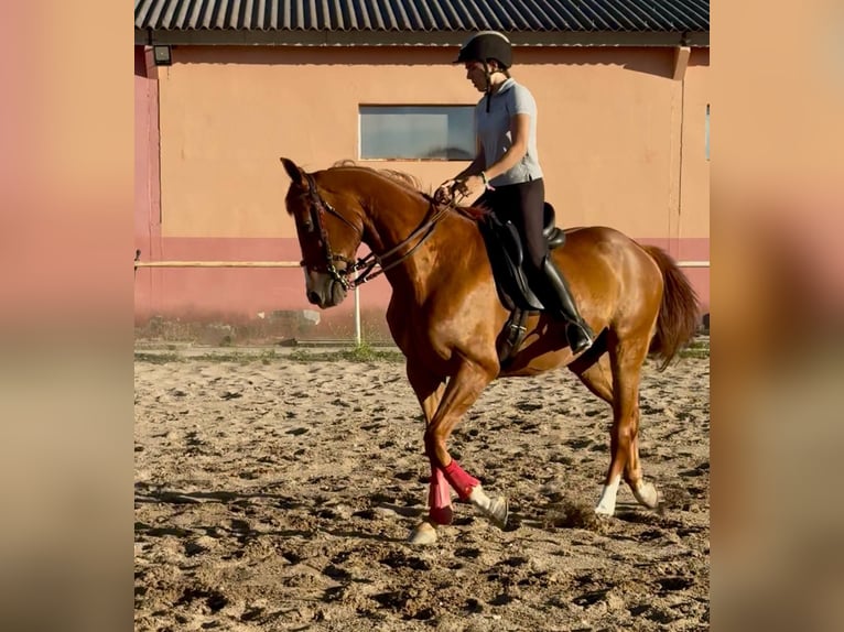 Anglo árabe Caballo castrado 12 años 165 cm Alazán rojizo in Valladolid