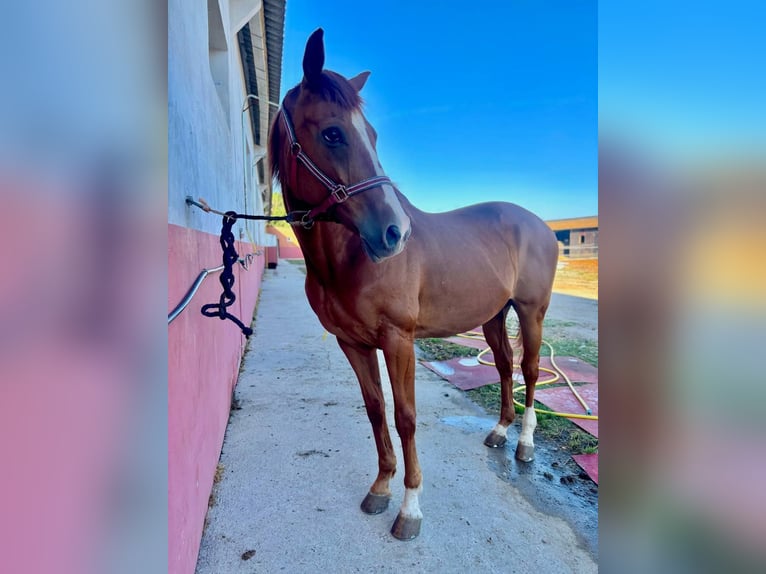 Anglo árabe Caballo castrado 12 años 165 cm Alazán rojizo in Valladolid