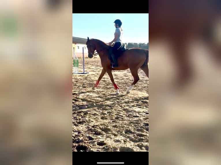 Anglo árabe Caballo castrado 12 años 165 cm Alazán rojizo in Valladolid