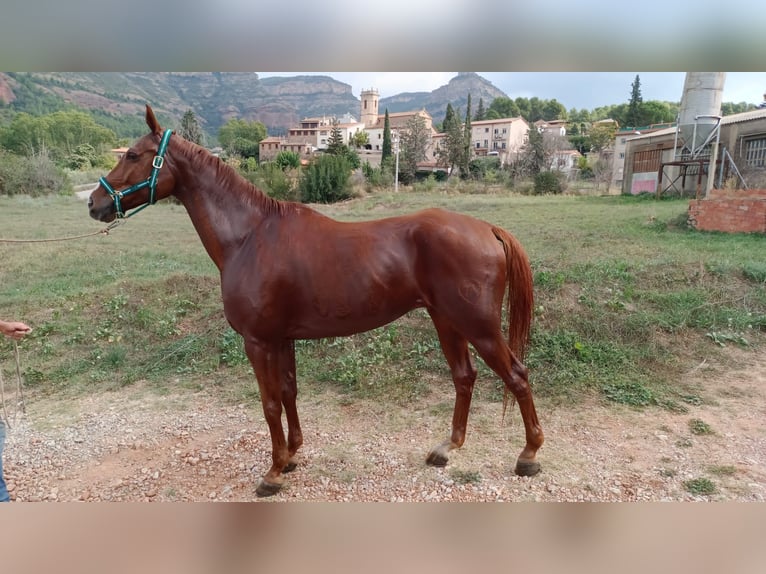 Anglo árabe Caballo castrado 12 años 170 cm Alazán in Riells Del Fai (Bigues I Riells)