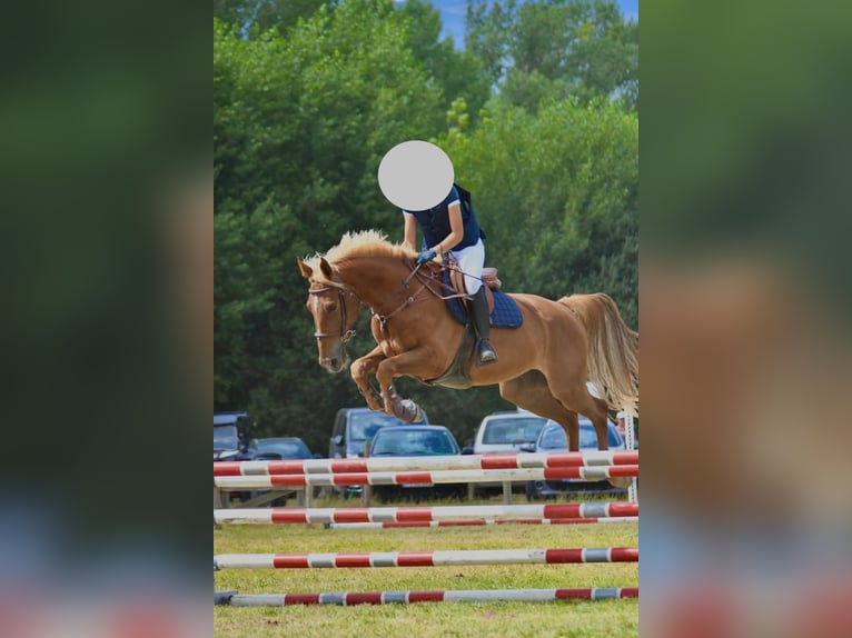 Anglo árabe Caballo castrado 12 años 175 cm Alazán in Sant Just Desvern