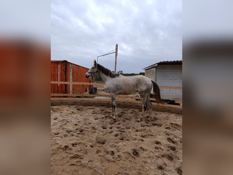 Anglo árabe Caballo castrado 12 años 175 cm Tordo in Sassari