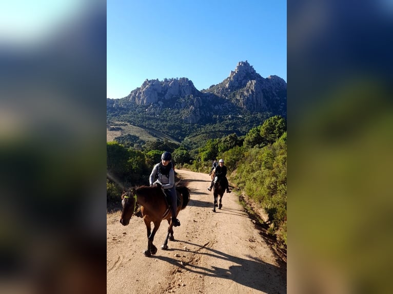 Anglo árabe Mestizo Caballo castrado 13 años 155 cm Castaño in Cannigione