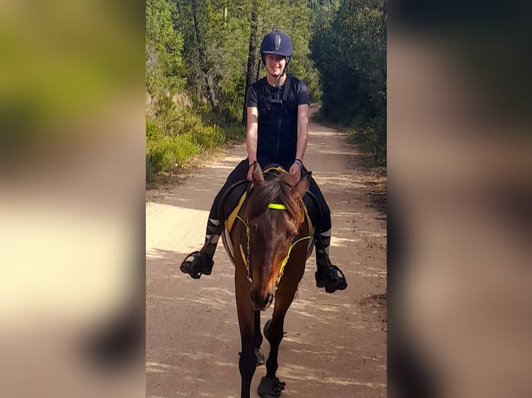 Anglo árabe Mestizo Caballo castrado 13 años 155 cm Castaño in Cannigione