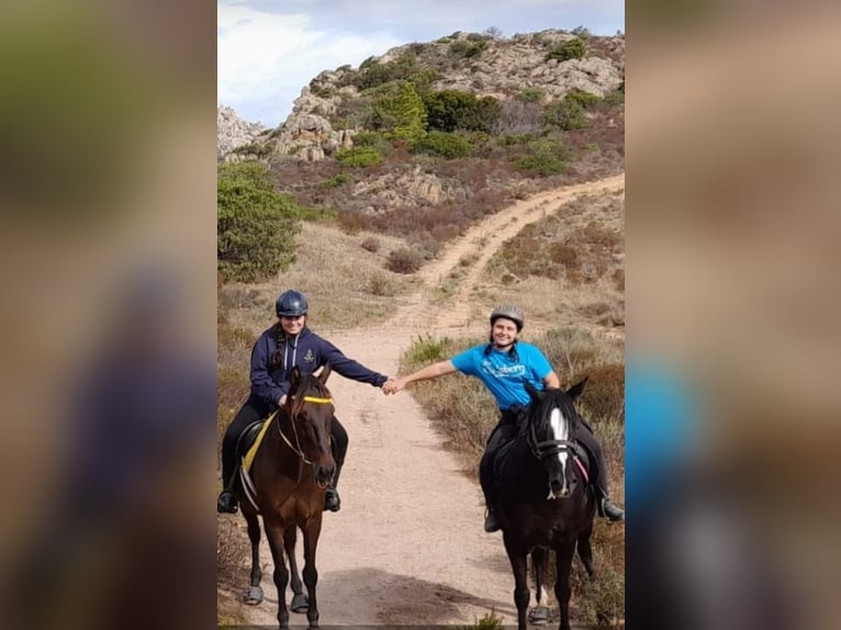 Anglo árabe Mestizo Caballo castrado 13 años 155 cm Castaño in Cannigione