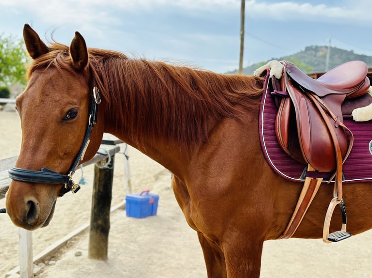 Anglo árabe Caballo castrado 13 años 175 cm Castaño in Sant Just Desvern