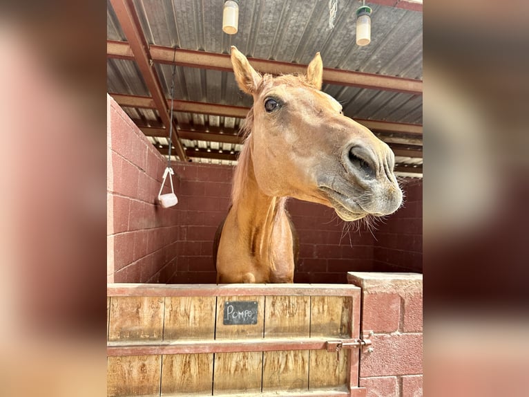 Anglo árabe Caballo castrado 13 años 175 cm Castaño in Sant Just Desvern