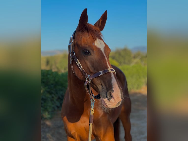 Anglo árabe Caballo castrado 13 años Alazán in Son Sardina