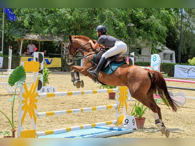 Anglo árabe Caballo castrado 13 años Alazán in Son Sardina