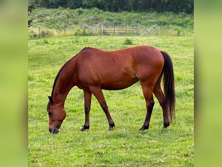 Anglo árabe Caballo castrado 15 años 154 cm Castaño rojizo in Boonville, North Carolina