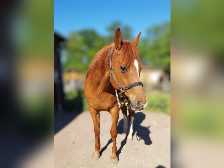 Anglo árabe Caballo castrado 15 años 155 cm Alazán in Hildesheim