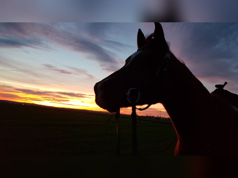 Anglo árabe Caballo castrado 15 años 155 cm Alazán in Hildesheim