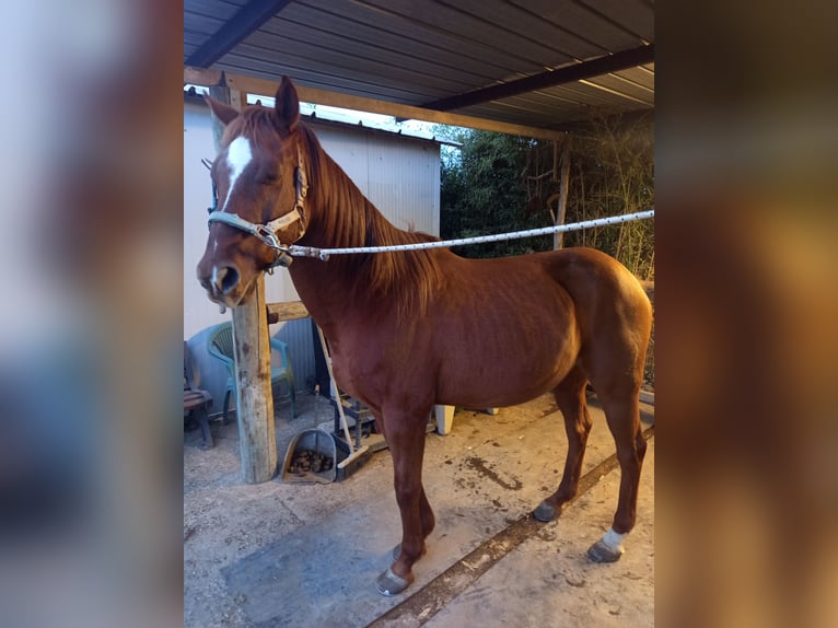 Anglo árabe Caballo castrado 15 años 165 cm Alazán in Aprilia