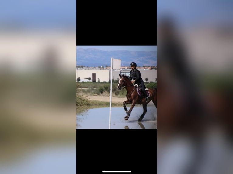 Anglo árabe Caballo castrado 17 años 144 cm Castaño oscuro in Brunete