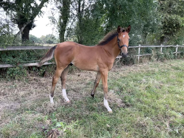 Anglo árabe Caballo castrado 1 año 160 cm Castaño in Meslay du Maine