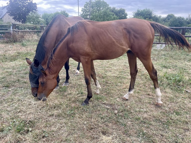 Anglo árabe Caballo castrado 1 año 160 cm Castaño in Meslay du Maine