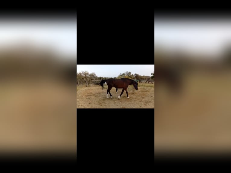 Anglo árabe Caballo castrado 20 años 171 cm Castaño oscuro in Castilblanco De Los Arroyos