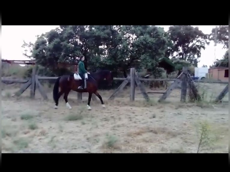 Anglo árabe Caballo castrado 20 años 171 cm Castaño oscuro in Castilblanco De Los Arroyos