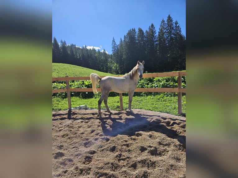 Anglo árabe Caballo castrado 2 años 160 cm Musgo in Achenkirch