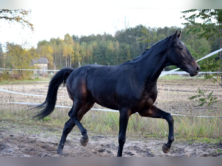 Anglo árabe Caballo castrado 2 años 162 cm Negro in Tuczepy Anglo árabe Caballo castrado 2 años 162 cm Negro in Tuczepy