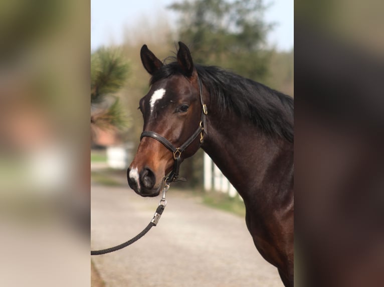 Anglo árabe Caballo castrado 2 años 170 cm Castaño oscuro in Santok