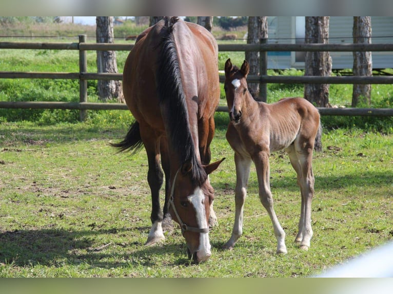 Anglo árabe Caballo castrado 2 años Castaño in Nîmes
