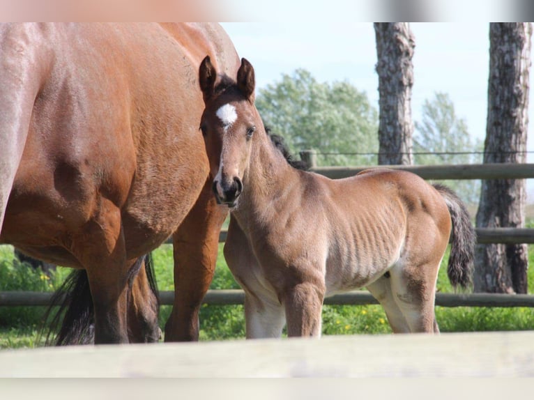 Anglo árabe Caballo castrado 2 años Castaño in Nîmes