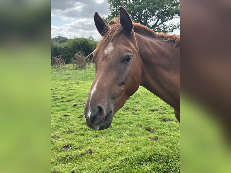 Anglo árabe Caballo castrado 3 años 152 cm Alazán-tostado in Cheshire