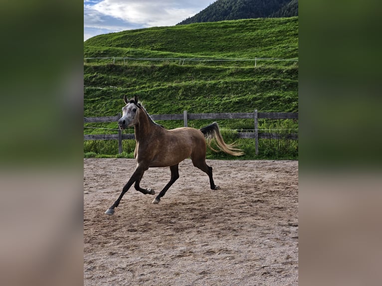 Anglo árabe Caballo castrado 3 años 155 cm Tordillo negro in Achenkirch