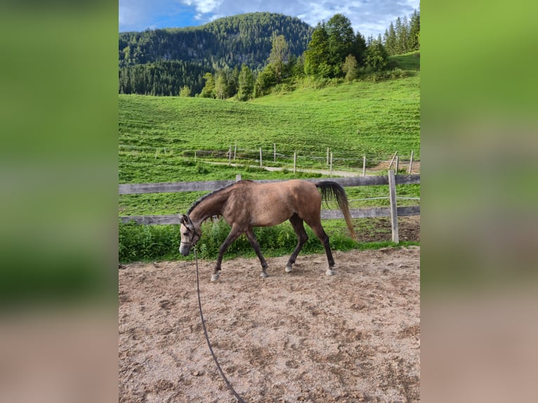 Anglo árabe Caballo castrado 3 años 155 cm Tordillo negro in Achenkirch