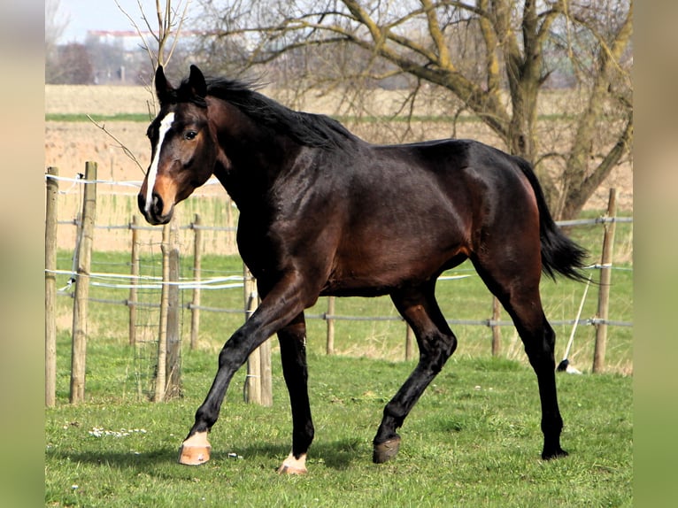 Anglo árabe Caballo castrado 3 años 160 cm Morcillo in Kehl