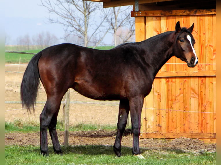 Anglo árabe Caballo castrado 3 años 160 cm Morcillo in Kehl