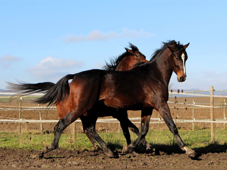Anglo árabe Caballo castrado 3 años 160 cm Morcillo in Kehl