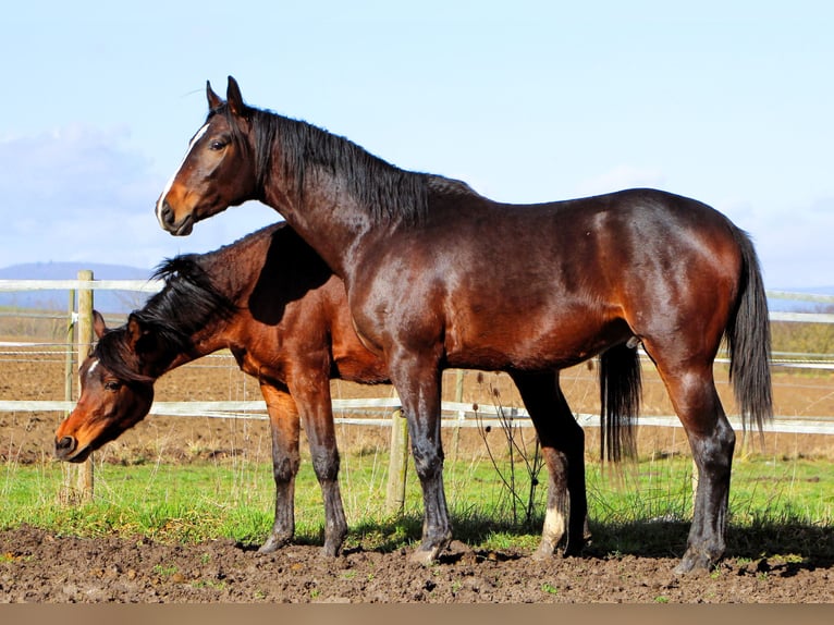 Anglo árabe Caballo castrado 3 años 160 cm Morcillo in Kehl