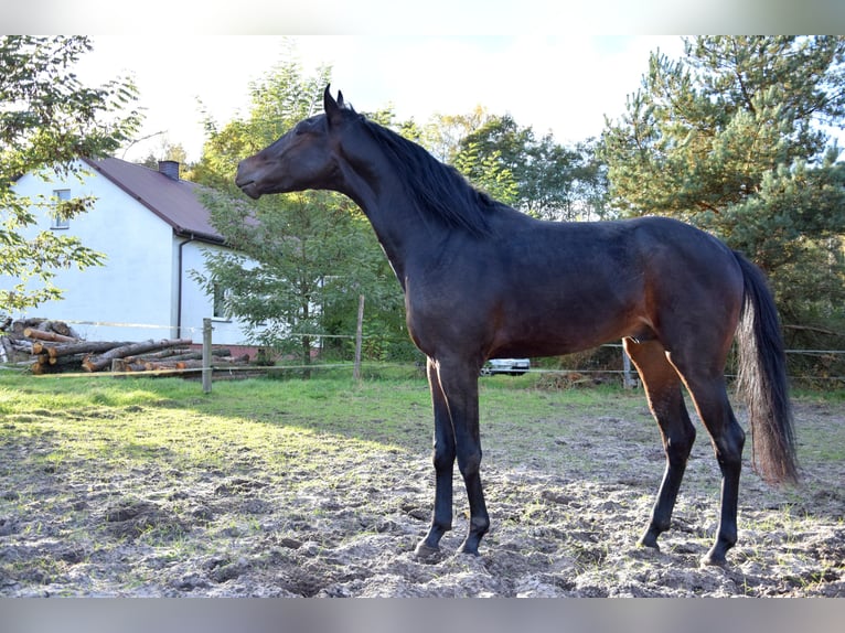 Anglo árabe Caballo castrado 3 años 162 cm Negro in Tuczepy