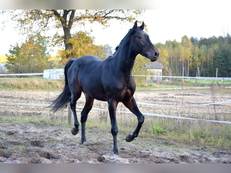 Anglo árabe Caballo castrado 3 años 162 cm Negro in Tuczepy