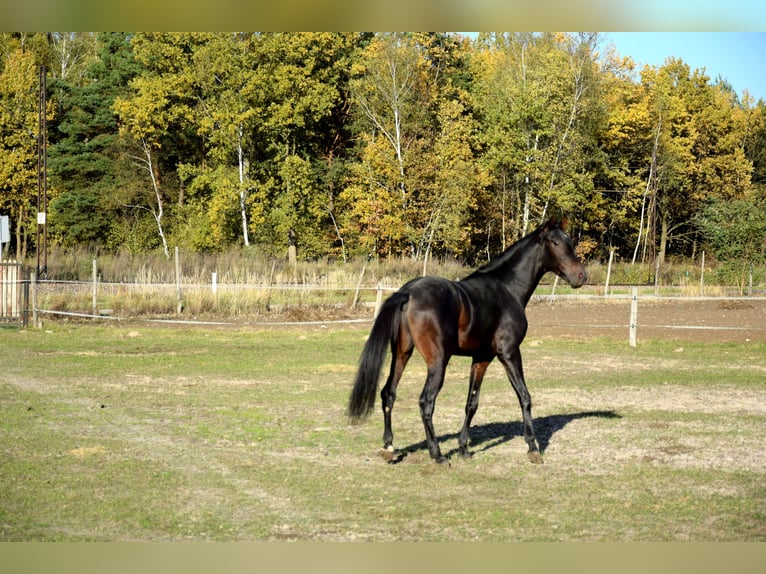 Anglo árabe Caballo castrado 3 años 162 cm Negro in Tuczepy