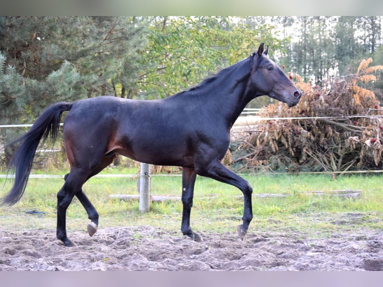 Anglo árabe Caballo castrado 3 años 162 cm Negro in Tuczepy