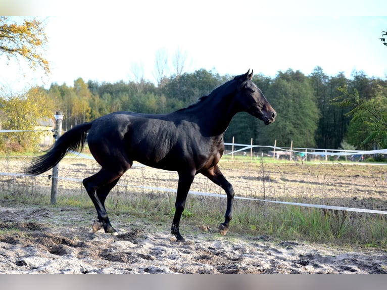 Anglo árabe Caballo castrado 3 años 162 cm Negro in Tuczepy