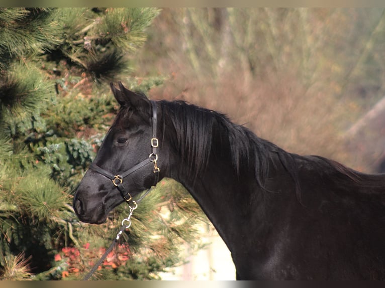 Anglo árabe Caballo castrado 3 años 175 cm Negro in SANTOK